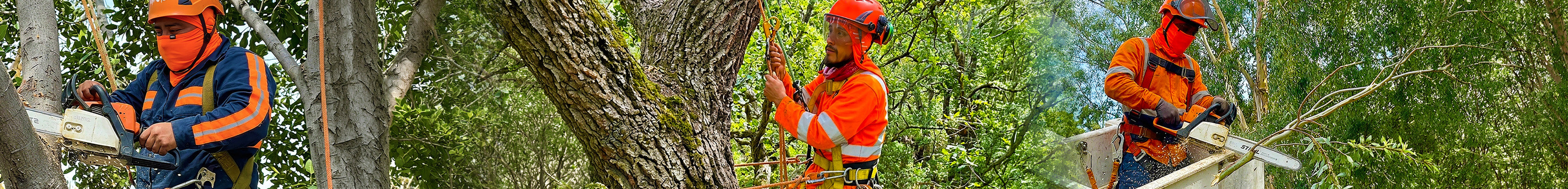 Professional arborist climbing a tree using ropes and safety equipment while performing tree maintenance.